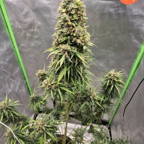 💚CHOCOLOPE 🍫 ☕️auto (56-63 BT) growlog timeline photo