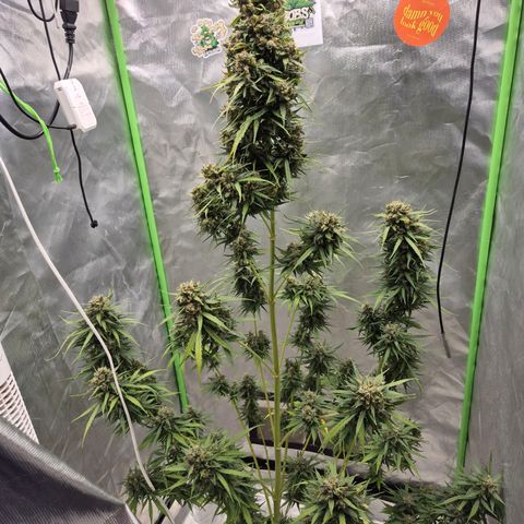 💚CHOCOLOPE 🍫 ☕️auto (56-63 BT) growlog timeline photo