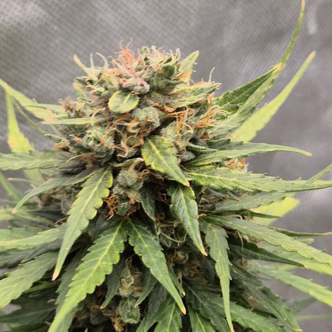 💚CHOCOLOPE 🍫 ☕️auto (56-63 BT) growlog timeline photo