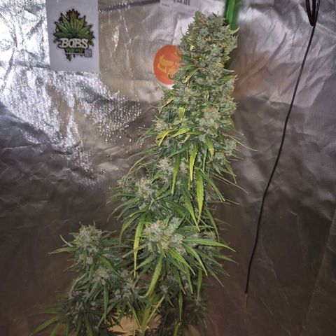 💚CHOCOLOPE 🍫 ☕️auto (56-63 BT) growlog timeline photo