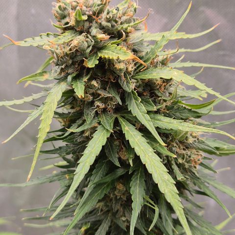 💚CHOCOLOPE 🍫 ☕️auto (56-63 BT) growlog timeline photo