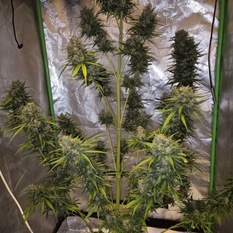 💚CHOCOLOPE 🍫 ☕️auto (56-63 BT) growlog timeline photo