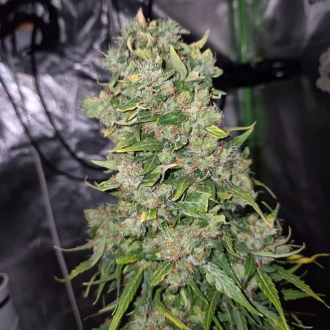 💚CHOCOLOPE 🍫 ☕️auto (56-63 BT) growlog timeline photo