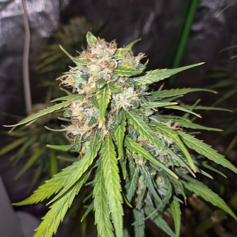 💚CHOCOLOPE 🍫 ☕️auto (56-63 BT) growlog timeline photo