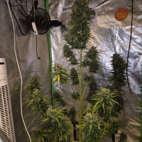 💚CHOCOLOPE 🍫 ☕️auto (56-63 BT) growlog timeline photo
