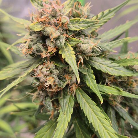 💚CHOCOLOPE 🍫 ☕️auto (56-63 BT) growlog timeline photo
