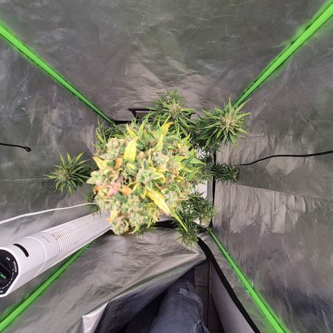 💚CHOCOLOPE 🍫 ☕️auto (56-63 BT) growlog timeline photo