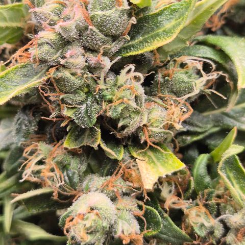 💚CHOCOLOPE 🍫 ☕️auto (56-63 BT) growlog timeline photo