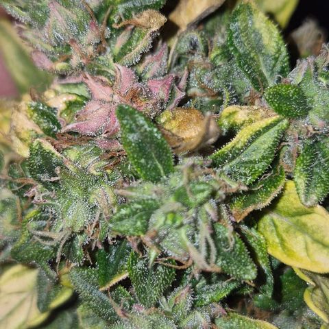 💚CHOCOLOPE 🍫 ☕️auto (56-63 BT) growlog timeline photo