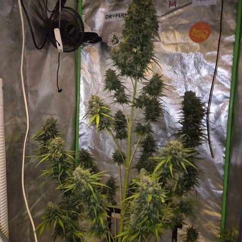 💚CHOCOLOPE 🍫 ☕️auto (56-63 BT) growlog timeline photo