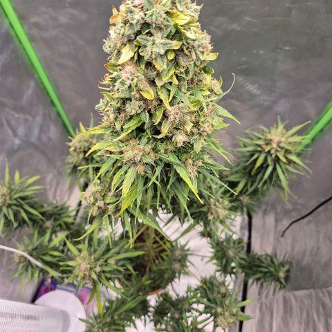 💚CHOCOLOPE 🍫 ☕️auto (56-63 BT) growlog timeline photo