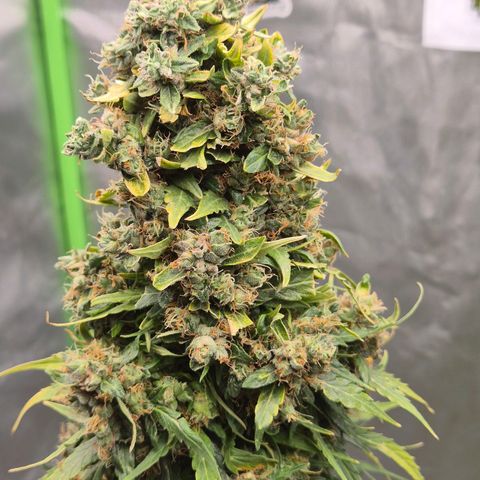 💚CHOCOLOPE 🍫 ☕️auto (56-63 BT) growlog timeline photo