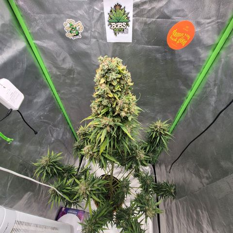 💚CHOCOLOPE 🍫 ☕️auto (56-63 BT) growlog timeline photo