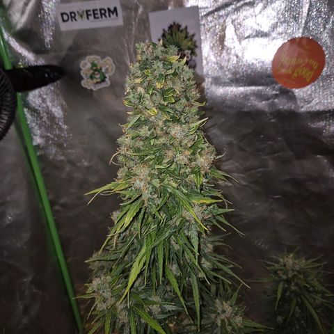 💚CHOCOLOPE 🍫 ☕️auto (56-63 BT) growlog timeline photo
