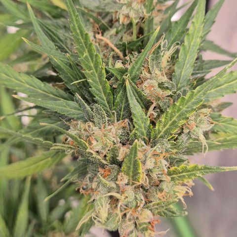 💚CHOCOLOPE 🍫 ☕️auto (56-63 BT) growlog timeline photo