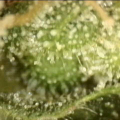 💚CHOCOLOPE 🍫 ☕️auto (56-63 BT) growlog timeline photo