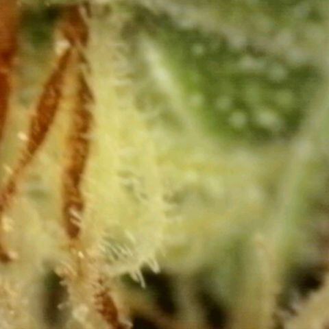 💚CHOCOLOPE 🍫 ☕️auto (56-63 BT) growlog timeline photo