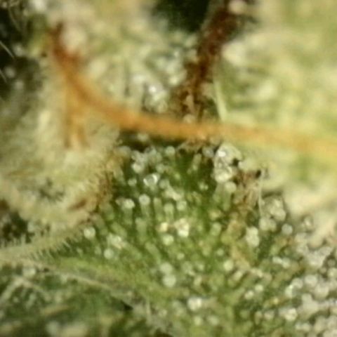 💚CHOCOLOPE 🍫 ☕️auto (56-63 BT) growlog timeline photo