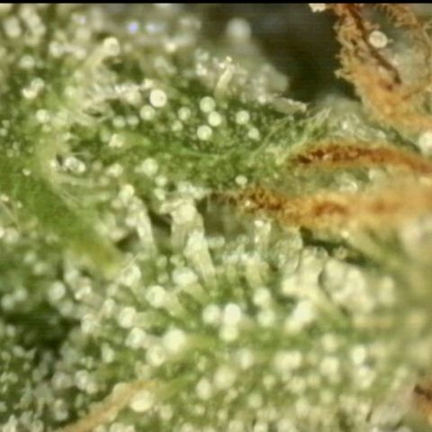💚CHOCOLOPE 🍫 ☕️auto (56-63 BT) growlog timeline photo