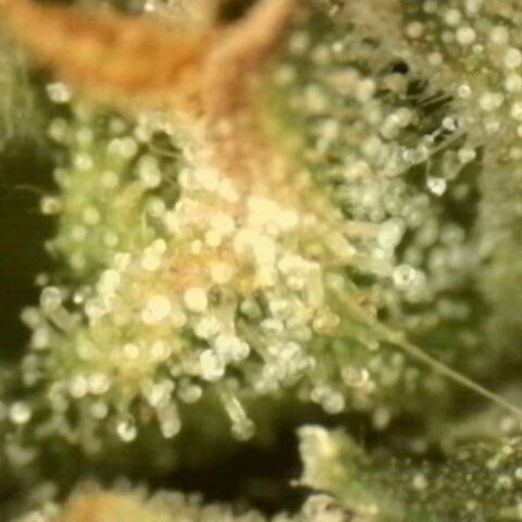 💚CHOCOLOPE 🍫 ☕️auto (56-63 BT) growlog timeline photo