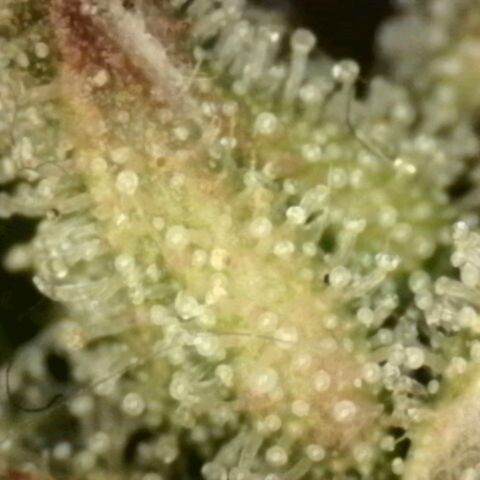 💚CHOCOLOPE 🍫 ☕️auto (56-63 BT) growlog timeline photo
