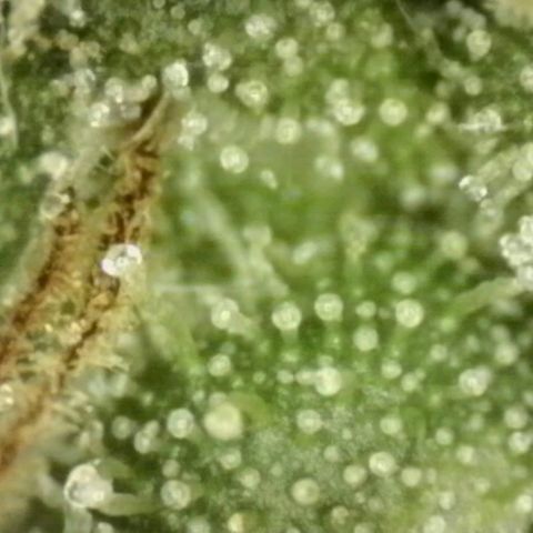 💚CHOCOLOPE 🍫 ☕️auto (56-63 BT) growlog timeline photo