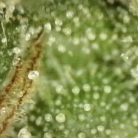 💚CHOCOLOPE 🍫 ☕️auto (56-63 BT) growlog timeline photo