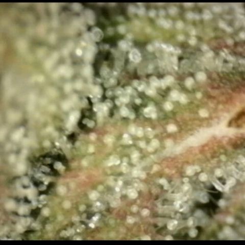 💚CHOCOLOPE 🍫 ☕️auto (56-63 BT) growlog timeline photo