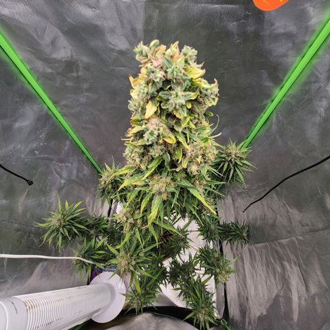 💚CHOCOLOPE 🍫 ☕️auto (56-63 BT) growlog timeline photo