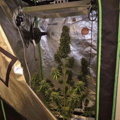 💚CHOCOLOPE 🍫 ☕️auto (56-63 BT) growlog timeline photo