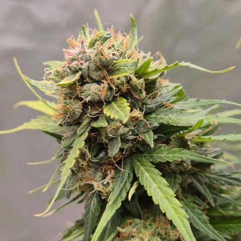 💚CHOCOLOPE 🍫 ☕️auto (56-63 BT) growlog timeline photo