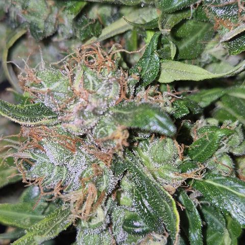 💚CHOCOLOPE 🍫 ☕️auto (56-63 BT) growlog timeline photo