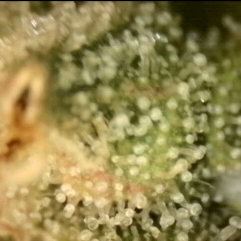 💚CHOCOLOPE 🍫 ☕️auto (56-63 BT) growlog timeline photo