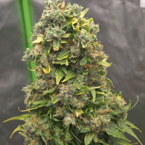 💚CHOCOLOPE 🍫 ☕️auto (56-63 BT) growlog timeline photo