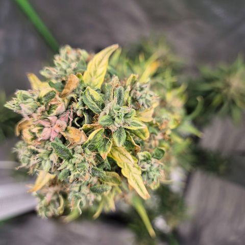 💚CHOCOLOPE 🍫 ☕️auto (56-63 BT) growlog timeline photo