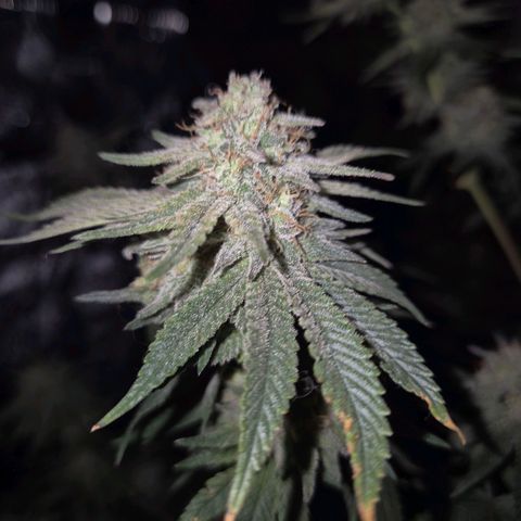 Mimosa evo stecki  🍊🍋🍍 (65-70bt) growlog timeline photo