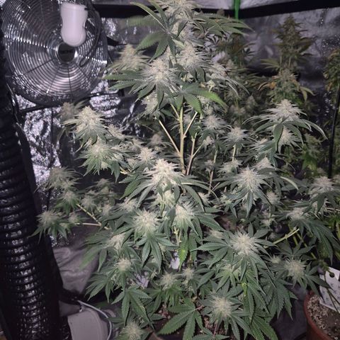 Mimosa evo stecki  🍊🍋🍍 (65-70bt) growlog timeline photo