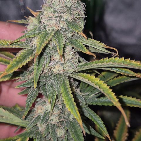 Tangerine dream 🌴 (60-65bt)  growlog timeline photo
