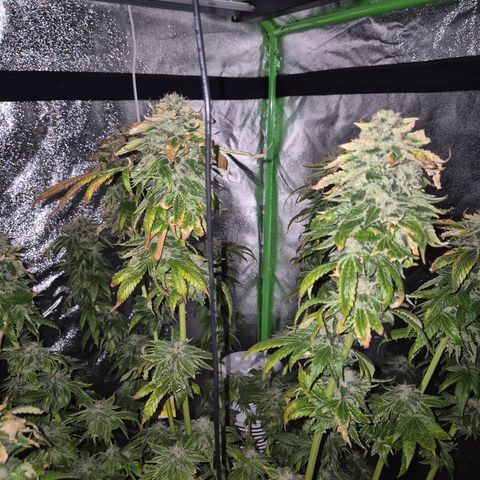 💚Bubba kush 🦝 (56-63 BT) growlog timeline photo
