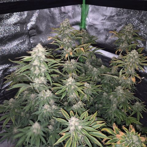 Tangerine dream 🌴 (60-65bt)  growlog timeline photo