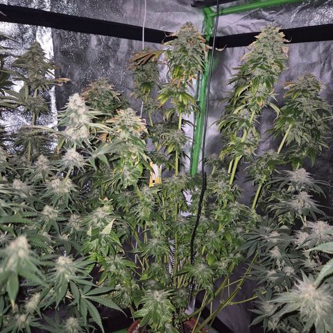 💚Bubba kush 🦝 (56-63 BT) growlog timeline photo