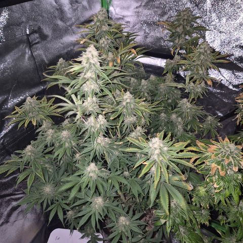 Tangerine dream 🌴 (60-65bt)  growlog timeline photo
