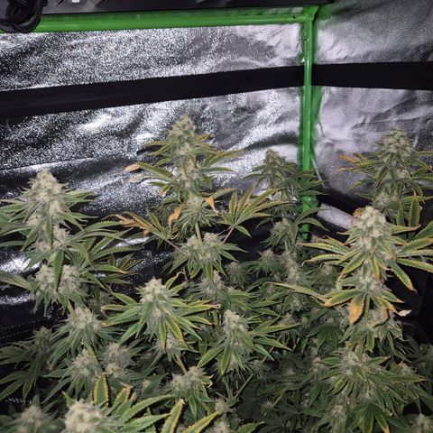 Tangerine dream 🌴 (60-65bt)  growlog timeline photo