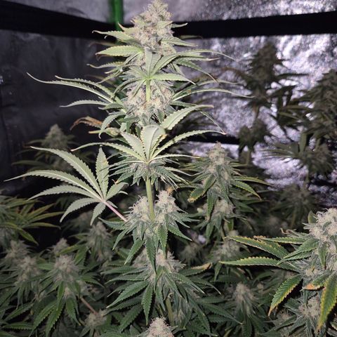 Tangerine dream 🌴 (60-65bt)  growlog timeline photo