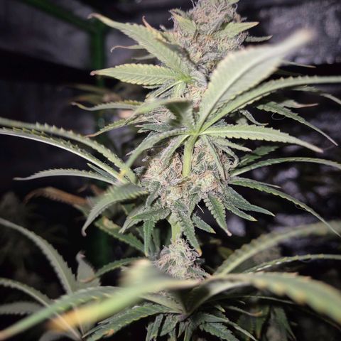 Tangerine dream 🌴 (60-65bt)  growlog timeline photo