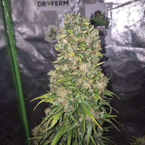 💚CHOCOLOPE 🍫 ☕️auto (56-63 BT) growlog timeline photo