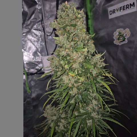 💚CHOCOLOPE 🍫 ☕️auto (56-63 BT) growlog timeline photo