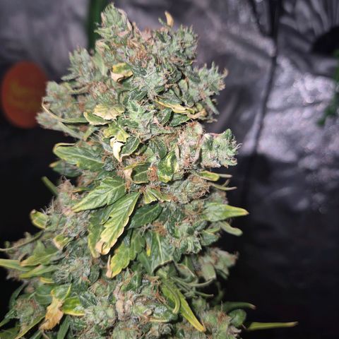 💚CHOCOLOPE 🍫 ☕️auto (56-63 BT) growlog timeline photo