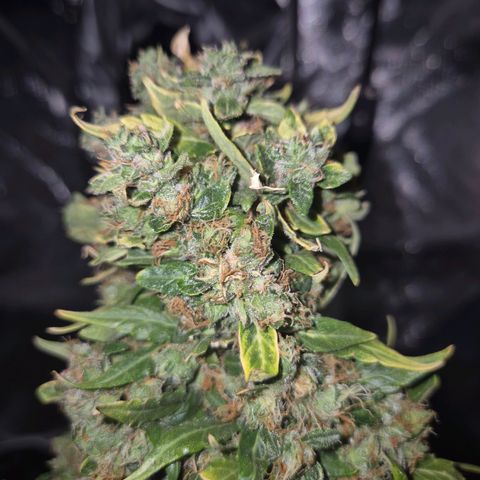 💚CHOCOLOPE 🍫 ☕️auto (56-63 BT) growlog timeline photo