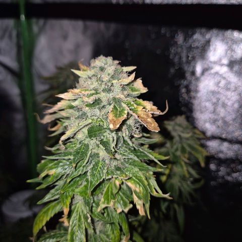 💚Bubba kush 🦝 (56-63 BT) growlog timeline photo